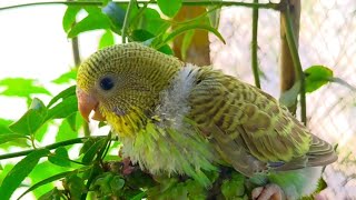 australian budgies  australian budgie chick  aviary birds  cute birds pets aviary  birds aviary [upl. by Neih]