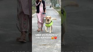 Simba ki Khushi Dekho😍❤️🐾🧿 doglover minivlog dogshorts ytshorts dailyvlog minivlog [upl. by Amsirak]