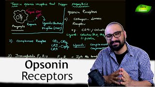 Opsonin Receptors  Innate Immunity  Phagocytosis  Complement Basic Science Series [upl. by Rozella]