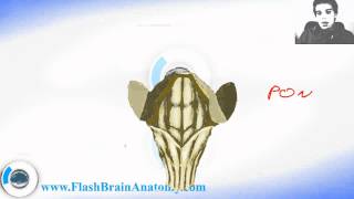 Brain Stem Anatomy With Cerebellum And Diencephalon [upl. by Gatias266]