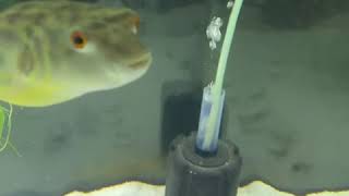 Fahaka Puffer LIVE FEEDING [upl. by Aserehc]