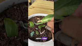 Propagating Aloe Vera Easy Care amp Better Air Quality 🌿 aloevera propagation benefits [upl. by Mccowyn]