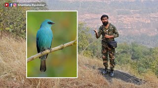 Verditer flycatcher Eumyias thalassinus  by Shantanu Kuveskar [upl. by Ailaro]