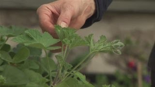 How To Take Geranium Cuttings [upl. by Brezin252]