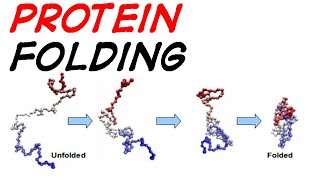 Protein folding mechanism and simulation [upl. by Ithsav290]