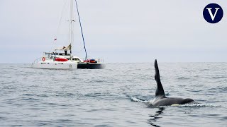 Desconcierto científico ante los ataques de las orcas quotVa a ser complicado tomar medidasquot [upl. by Eugenio]