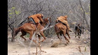 11 FATOS SOBRE O CAVALO NORDESTINO [upl. by Glyn]