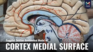 Complete Visual Description of Medial Surface of Cerebral Cortex  The Mavens [upl. by Ethelyn128]