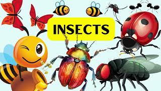 Insects namescartoon education [upl. by Amieva]