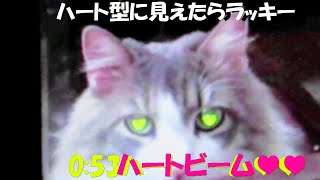 目指せモモ20歳～ミルクさんが修行して得た技とは🙀～053一瞬のハート型💛💛にご注目✨ハートで悩殺する猫＃NorwegianForestCat＃タペタム＃ハート [upl. by Tabb]