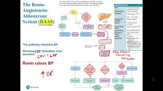 RAAS System [upl. by Ennovehc562]