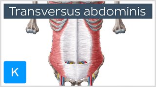 Transversus Abdominis Muscle Function amp Origins  Human Anatomy  Kenhub [upl. by Farmelo850]