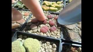 Transplanting Lithops in pumice substrate [upl. by Sharona]