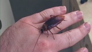 Picking Up Giant Texas Wood Roach By Hand [upl. by Joab]