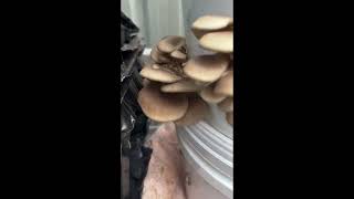 Day 5 of mushroom fruiting  Oyster and Silver Shimeji Mushroom [upl. by Eillim140]