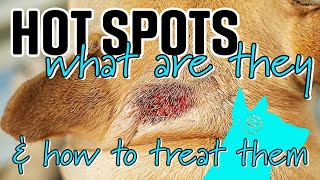 Hot Spots in dogs  What are they and how do you treat them [upl. by Kezer196]