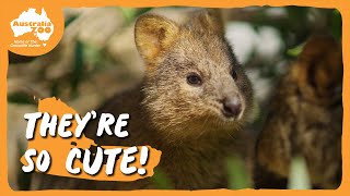 We love our quokkas  Australia Zoo Life [upl. by Arais284]