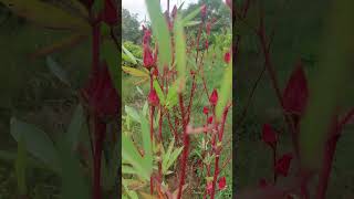 Roselle Hibiscus sabdariffa roselle hibiscus fruit flowers kokan karwar nature gardening [upl. by Aicyla]