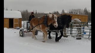 Clearing Snow With DRAFT HORSES [upl. by Fortunio]