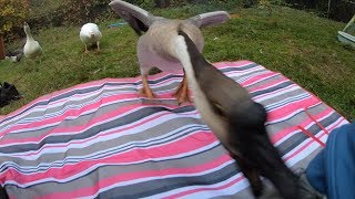 Devoted Pet Goose Defends his Owner from Stranger [upl. by Inafit582]