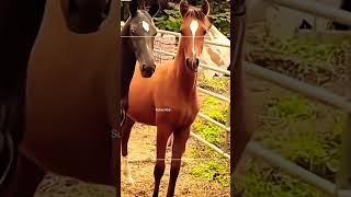 Two beautiful horses video horse horsereels [upl. by Sutsuj]