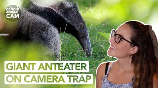 How many insects can a giant anteater eat in a day  Candid Animal Cam [upl. by Edelman911]