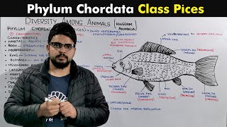 Class Pices Of Phylum Chordata [upl. by Aljan808]