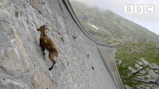 The incredible ibex defies gravity and climbs a dam  Forces of Nature with Brian Cox  BBC [upl. by Enoval]