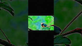 birds shortyoutubsortyoutubanimalssorssorsyoutubvideoyoutubsort [upl. by Ecerahs]