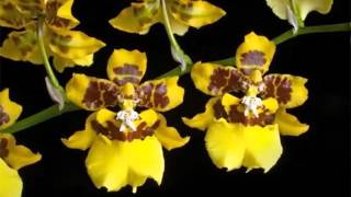 Oncidium Orchid  Identify Breed By Picture  Flower Oncidium Orchid [upl. by Jephthah]