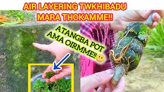 Air layering twkhibadu mara thok amme kolom twsi mayam [upl. by Nirra]