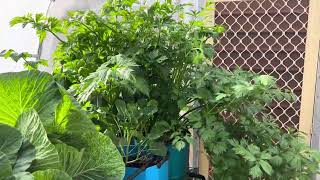 What’s growing in our hydroponic tunnel house [upl. by Oswal394]