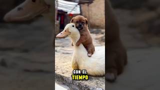 Pato cuidó a cachorro huérfano [upl. by Rimma]