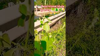 Band kismat khole apamarg ☘️🌲🌿🙏🙏🥰🤩nature plants gardening shorts short youtubeshorts virals [upl. by Kilroy]