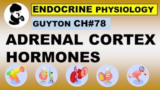 Ch78 Physiology Guyton  ADRENAL CORTEX Hormones  Hormones  Dr Asif Lectures [upl. by Nalym790]