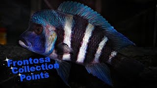 How To Identify Cyphotilapia Frontosa  African Cichlids  Lake Tanganyika [upl. by Anaerda]