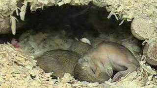 3 baby gerbils [upl. by Ellsworth]