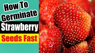 How To Germinate Strawberry Seeds Fast [upl. by Kennet]