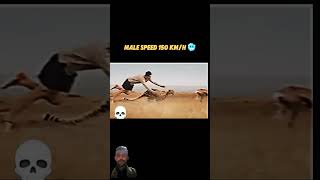 cheetah memes gazelle marvel funny [upl. by Pickar]