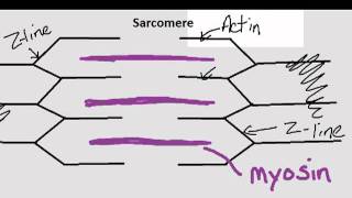 Parts of the Sarcomere [upl. by Cibis]