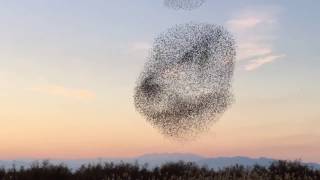 ETOURNEAUX ET FAUCON PELERIN  STARLINGS AND PEREGRINE FALCON [upl. by Ybrek]