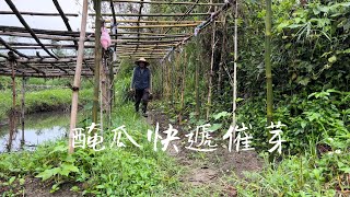 醃瓜（播種）快速催芽放式《難發芽種子催芽》 [upl. by Alburg]