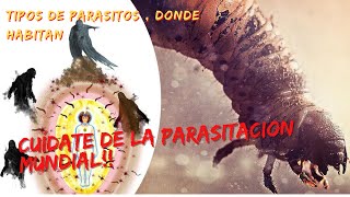 TIPOS DE ENTIDADES PARASITARIAS Y DONDE HABITAN [upl. by Nawd]