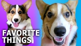 CORGI DOGS GIFT GUIDE REVIEW amp GIVEAWAY  Gatsbys Favorite Things [upl. by Baron]