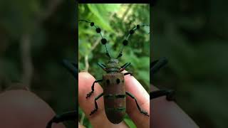 The Wild Evolution of LongHorned Beetles [upl. by Montford]