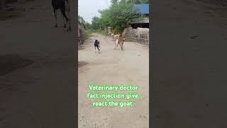 Veterinary doctor give the injection in goatgoat Vs doctorSo entertainment video challenge video [upl. by Eitten]