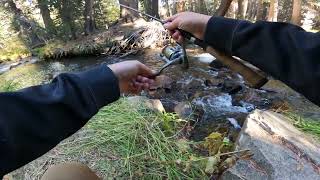 trout lower virginia creek trout fishing rainbow trout [upl. by Anihc191]