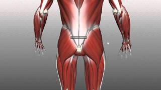 Muscles of the Gluteal Region  Part 1  Anatomy Tutorial [upl. by Dubenko]