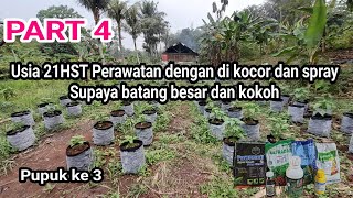 Pupuk minggu ke 3 usia 21HST Cabe Rawit ORI 212 di Polybag PART 4 [upl. by Trust]