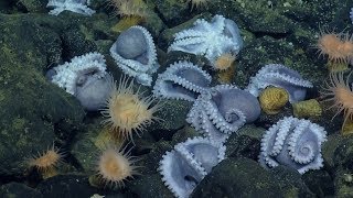 Massive Aggregations of Octopus Brooding Near Shimmering Seeps  Nautilus Live [upl. by Ruon]